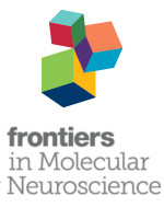 Cover of the Journal: Frontiers in Molecular Neuroscience