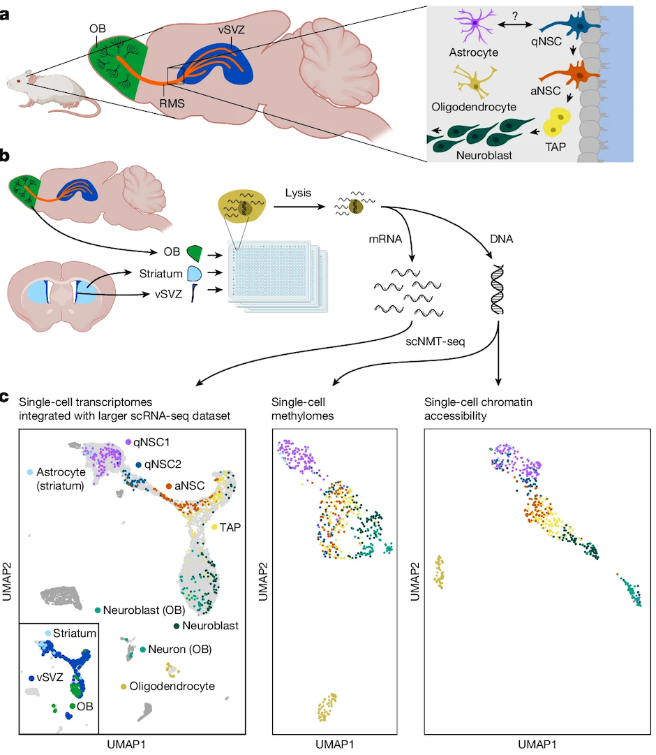 Cell: Graphical Abstract